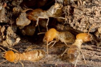 termite-damage-4132491-2410806-3972146